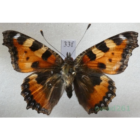 Aglais urticae (Linnaeus, 1758) Rusałka pokrzywnik Czech33f